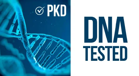 Nossos gatos são testados PKD Negativo por DNA