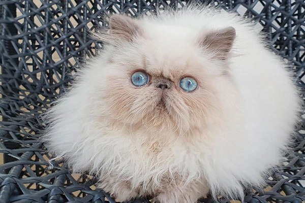 PetitGatô’s Hórus