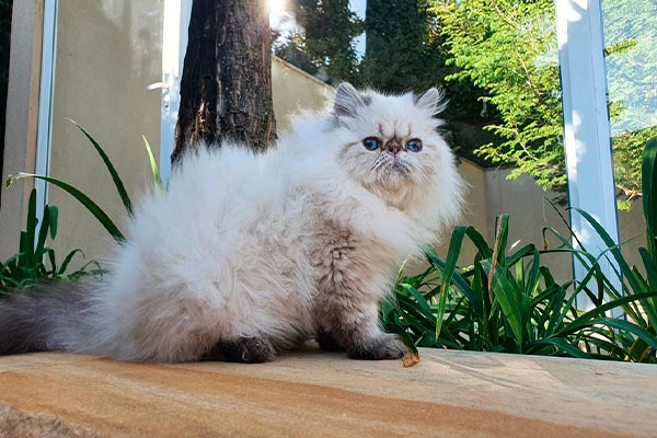 PetitGatô’s Lynx