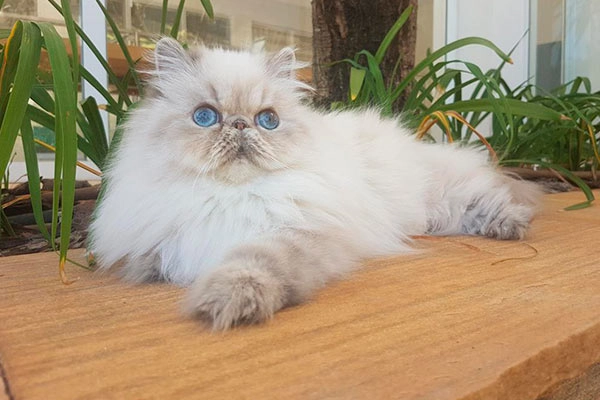 PetitGatô’s Rubi