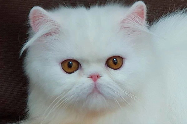 PetitGatô’s Snow