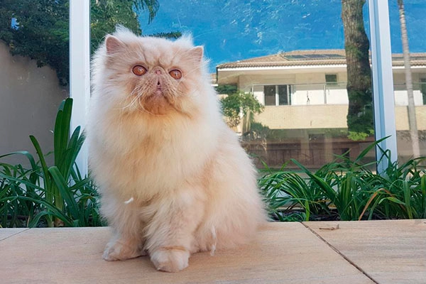 PetitGatô’s Zeus