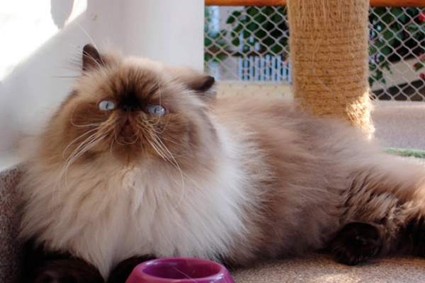 Gatos Persas | Persian-PER | Colorpoint Seal