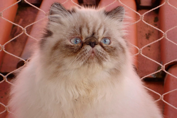 Gatos Persas | Persian-PER | Seal Lynx Point