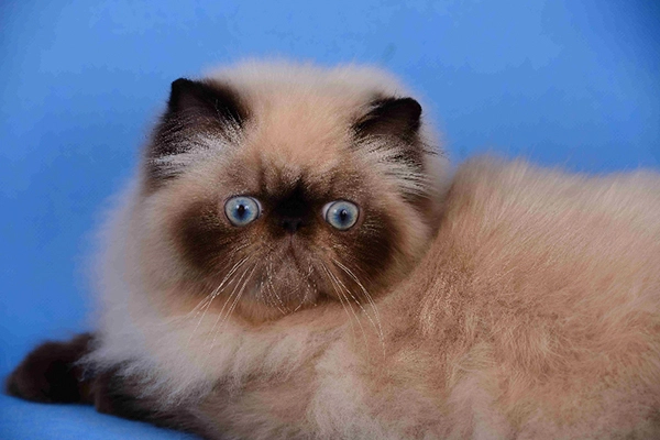 PetitGatô's Luan