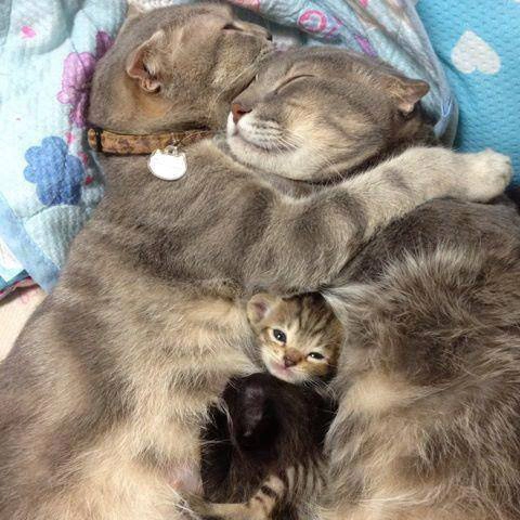 Gatos são seres solitários? Necessitam companhia?