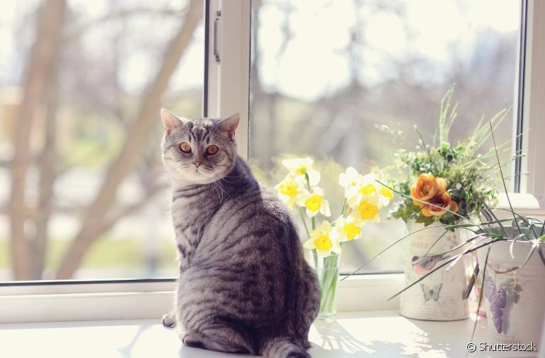 O Segredo da Longevidade dos Felinos