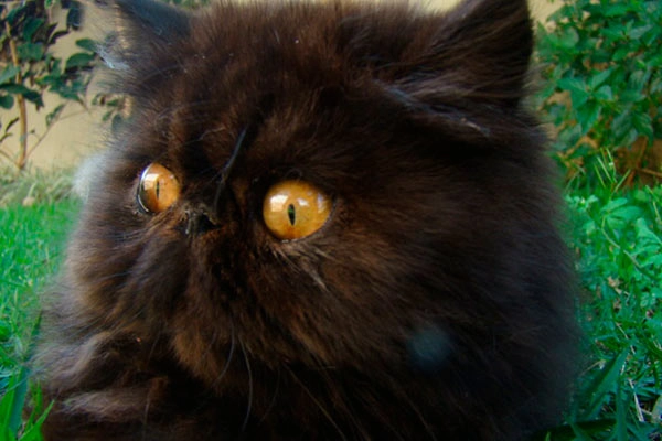 PetitGatô’s Whitney