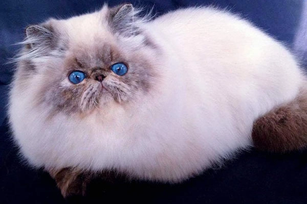 Gatos Persas | Persian - PER | Black Bicolor