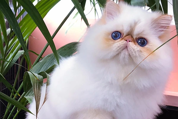 Gatos Persas | Persian - PER | Red Pointed