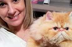 Gatos Persas | Persian-PER | Black Spotted Bicolour