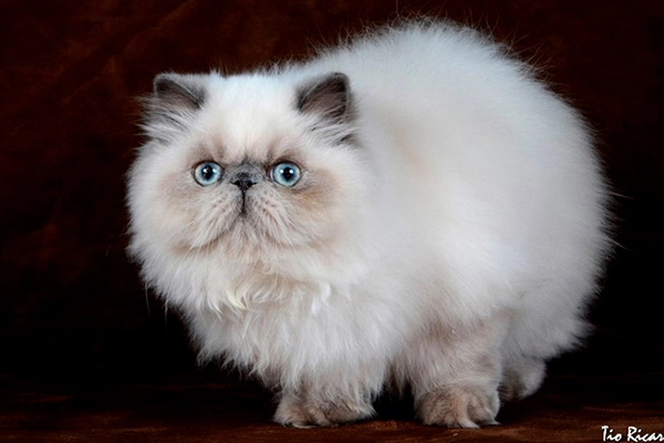 Gatos Persas | Persian-PER | Blue Pointed