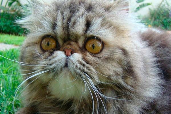 PetitGatô's Tigra